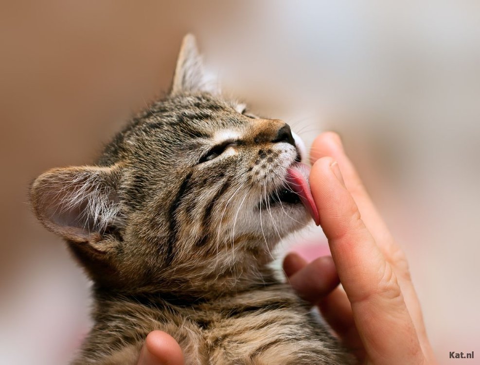 Waarom likt mijn kat mij?